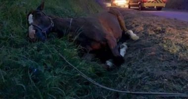 فرنسا تعتقل مشتبه به فى ارتكاب جرائم قتل وتشويه للخيول فى البلاد