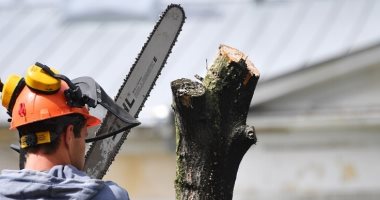 "طالبان" تمنع استخدام المنشار الكهربائى فى قطع الأشجار لمكافحة إزالة الغابات