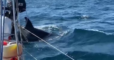 الحيتان تشن هجوما على القوارب فى البرتغال وإسبانيا ..فيديو