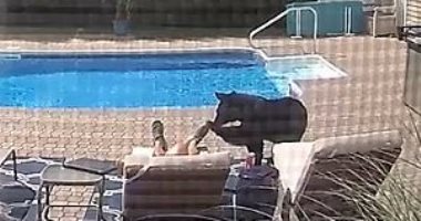 رجلا يفاجأ بدب بعد استيقاظه من قيلولة على حمام السباحة بأمريكا.. فيديو