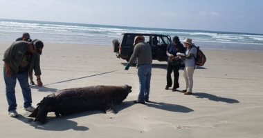 السلطات المكسيكية تحقق فى نفوق 137 من "كلب البحر" ملقاة على الشواطئ.. صور 
