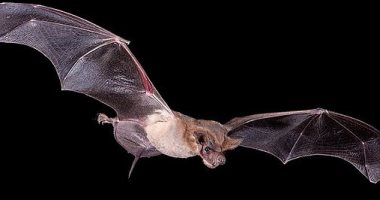 رصد آلاف الخفافيش على رادار الطقس في ولاية أريزونا.. اعرف التفاصيل