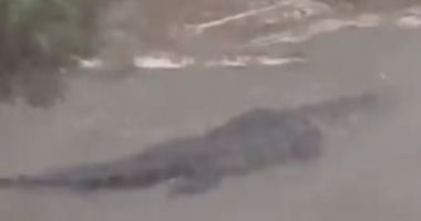 سيدة أمريكية ترصد تمساحا ضخما يسبح في الفيضانات أمام منزلها.. فيديو