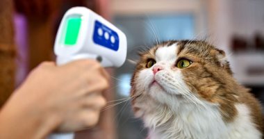 القطط تفرز الحمض النووى لفيروس كورونا لمدة أقصر مقارنة بالبشر