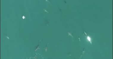لحظة مرعبة لتجمع عشرات أسماك القرش بالقرب من شاطئ أسترالى