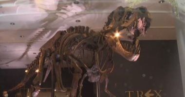 مزاد إنجليزى يشهد بيع أغلى هيكل ديناصور فى العالم بـ31 مليون دولار