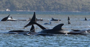 جنوح جماعى لـ 270 من الحيتان الطيارة أمام شواطئ أستراليا.. ألبوم صور