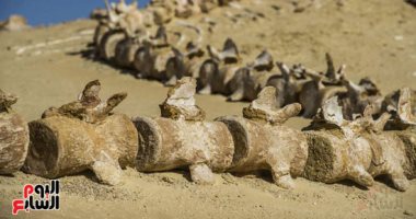 جيولوجى: متحف وادى الحيتان يضم 195 قطعة تحكي تطور الحياة البحرية