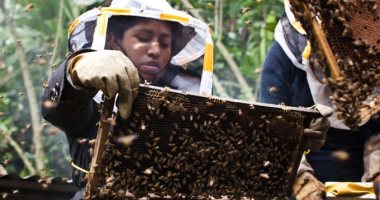 24 مليون دولار صادرات مصر من النحل الحى بنهاية 2021