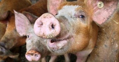 المملكة المتحدة تعلن أول حالة إصابة بشرية بسلالة أنفلونزا الخنازير H1N2