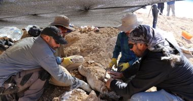 متخصصون يعثرون على بقايا زاحف مائى مفترس بتشيلى عمره 160 مليون عام
