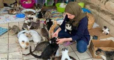 مغربية تحول منزلها إلى مأوى للقطط وتصفهم بـ"الأبناء".. صور