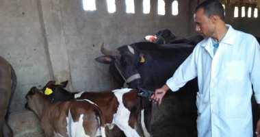 استمرار فعاليات الحملة القومية لتحصين الماشية ضد الحمى القلاعية بأسيوط