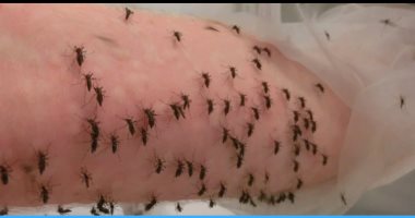 عالم حشرات أسترالى يغذى البعوض على ذراعه لإجراء أبحاث.. صور