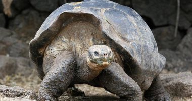 إعادة عشرات السلاحف المهددة بالانقراض إلى موطنها بالإكوادور بعد خضوعها لحجر صحى