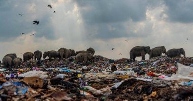 أفيال تأكل القمامة بسريلانكا وباحثون يكتشفون مفاجأة في بطونها.. اعرف التفاصيل