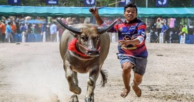 سباق جاموس تايلاند يتحدى قيود كورونا.. صور