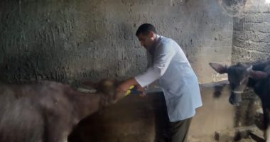 تحصين 106 آلاف رأس ماشية ضد الحمى القلاعية والوادى المتصدع بكفر الشيخ
