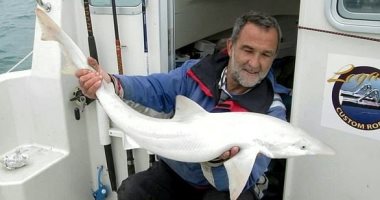 اصطياد أول سمكة قرش بيضاء فى بريطانيا وإطلاق سراحها بعد دقيقة.. صور