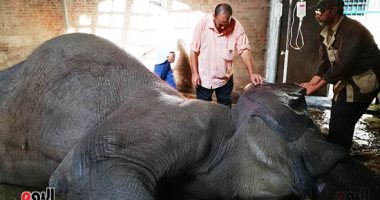 محمد عبد الرحمن يكتب : أحزان "نعيمة" فى الذكرى الأولى لـ رحيل آخر فيل فى حديقة الحيوان