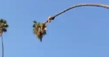 رجل ينجو من الموت بأعجوبة قبل السقوط من شجرة قطع جذعها.. فيديو