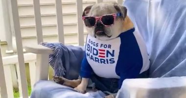 جو بايدن يستعين بـ"الكلاب" في حملته الانتخابية أمام ترامب.. فيديو وصور