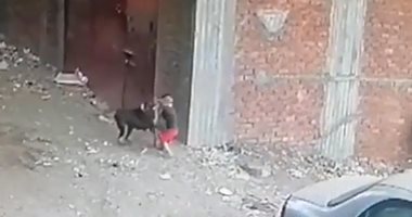 كلب ضال يعقر طفلا بقرية كفر الحدادين بالقليوبية