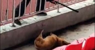 عاملان يعذبان كلبا حتى الموت فى جامعة صينية.. اعرف القصة