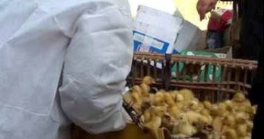 تحصين 58 ألف طائر ضد مرض أنفلونزا الطيور للحفاظ على الثروة الداجنة بالشرقية