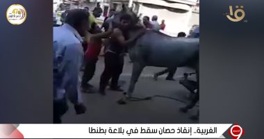 لحظة إنسانية بين شاب وحصانه عقب إنقاذه من سقوط في بلاعة.. فيديو