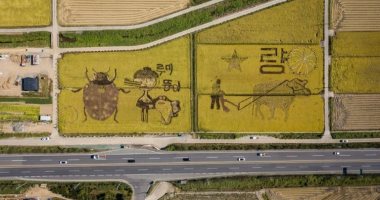 تحويل حقول الأرز بكوريا للوحات فنية عملاقة لمقاومة كورونا بالبهجة.. صور