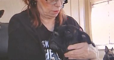 لم تيأس من البحث عنها.. كلبة تعود إلى صديقتها بعد اختفاء 3 سنوات (فيديو)