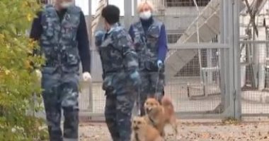 تدريب كلاب هجينة فى روسيا على رصد المصابين بكورونا بالمطارات.. فيديو