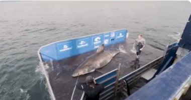 ملكة المحيط.. العثور على سمكة قرش ضخمة عمرها 50 عاما فى كندا.. فيديو