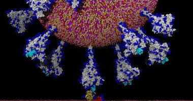نجاح الأجسام المضادة ضد سارس "يحيد" فيروس كورونا في التجارب على الحيوانات
