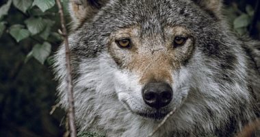أنصار حماية البيئة يقاضون خدمات الحياة البرية الأمريكية لقتل 1.2 مليون حيوان 