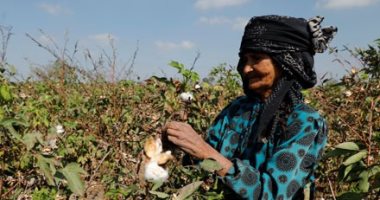 البحوث الزارعية: القطن المصرى رقم 1 عالميا.. ودعم الرئيس السيسى أنعش المنظومة