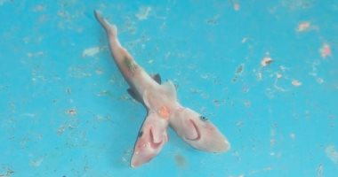 صياد هندى يكتشف سمكة قرش نادرة برأسين تثير حيرة العلماء.. صور