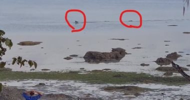 مشهد مرعب .. تمساح ضخم يطارد كلب أثناء سباحته فى المحيط بأستراليا.. فيديو