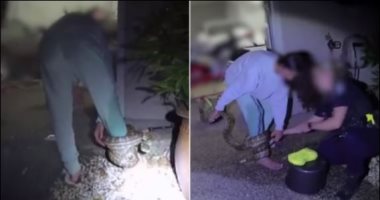 شرطية أسترالية تنقذ امرأة من ثعبان ضخم ألتف حول قدمها.. فيديو