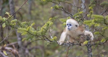خفة وشقاوة.. القرود الذهبية النادرة داخل محمية طبيعية بالصين .. ألبوم صور 