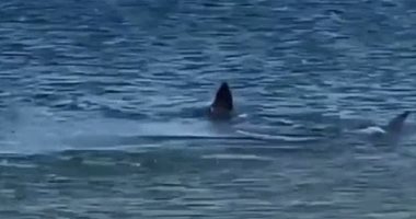 لحظة هجوم سمكة قرش على "كلب البحر" بولاية ماساتشوستس الامريكية.. فيديو