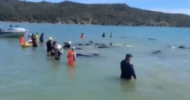 رجال إنقاذ يعيدون حيتان للماء على شاطئ نيوزيلندى لإنقاذها من الموت.. فيديو