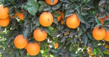 شعبة الخضار والفاكهة: المشروعات الزراعية للدولة سبب زيادة الصادرات