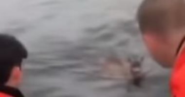 خفر السواحل ينقذون حيوانا أليفا من الغرق فى بحيرة بولاية ألاسكا.. فيديو