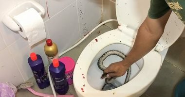 فيديو .. ثعبان يهاجم امرأة تايلاندية فى منزلها ويلدغها مرتين
