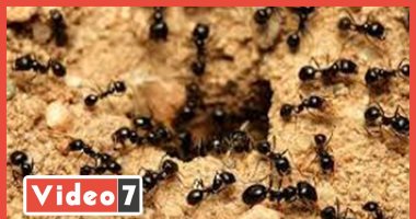 تفاصيل تجارة النمل.. سعر الواحدة يصل لـ3500 جنيه.. فيديو