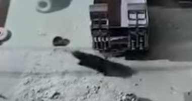 نجاة رجلين بأعجوبة من دب ضخم طاردهما فى شوارع مدينة روسية.. فيديو