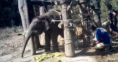 الأفيال الصغيرة تواجه تدريبات قاسية وتتعرض للإيذاء فى تايلاند.. فيديو