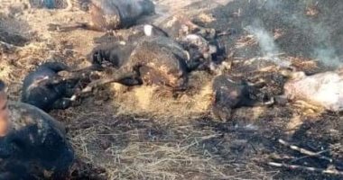 نفوق 11 رأس ماشية في حريق بديرب نجم شرقية.. صور